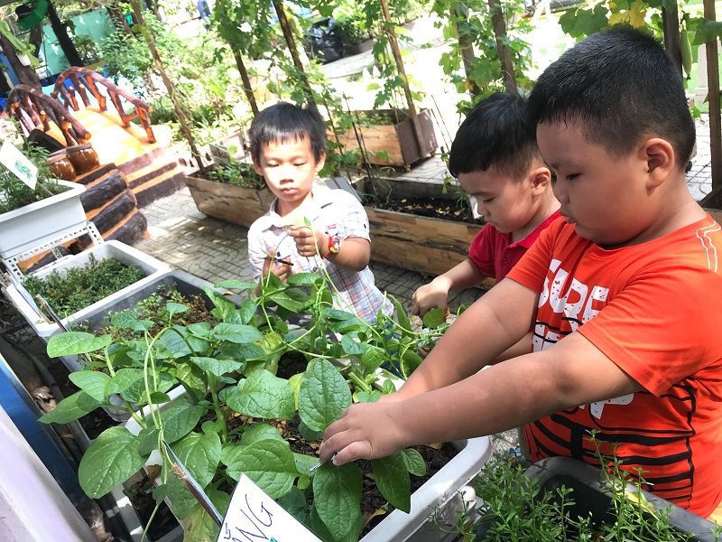 Thu hoạch rau xanh tại vườn trường - Trường Mầm Non Trí Đức 1